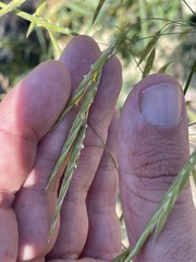 Bromus inermis