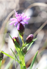Liatris cylindracea