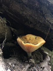 Lactifluus hygrophoroides