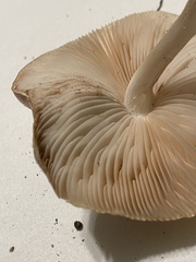 Pluteus petasatus