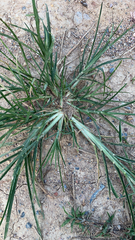 Eleusine indica