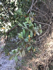 Leptospermum laevigatum