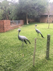 Anthropoides paradiseus