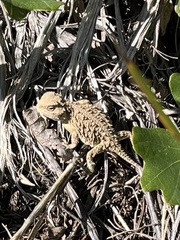 Phrynosoma hernandesi