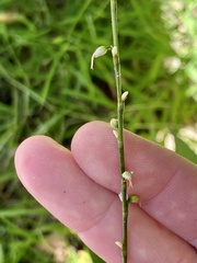 Persicaria virginiana