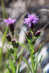 Liatris cylindracea