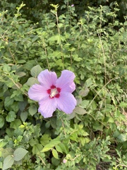 Hibiscus syriacus