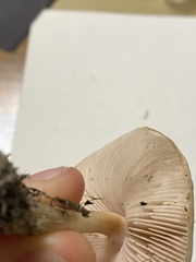 Pluteus petasatus