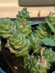 Euphorbia ritchiei