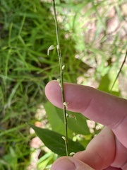 Persicaria virginiana