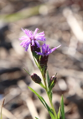 Liatris cylindracea