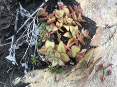 Crassula pellucida marginalis
