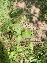 Persicaria virginiana
