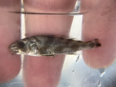 Menticirrhus saxatilis