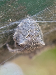 Araneus gemma