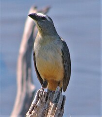 Saltator coerulescens