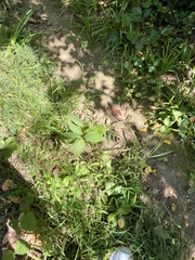 Persicaria virginiana