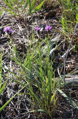 Liatris cylindracea