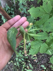 Vincetoxicum rossicum