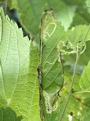 Pterygota