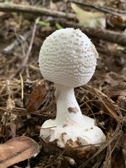Amanita abrupta