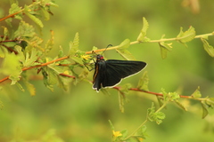 Mysoria affinis