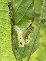 Pterygota