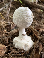Amanita abrupta