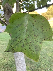 Liriodendron