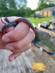 Storeria occipitomaculata