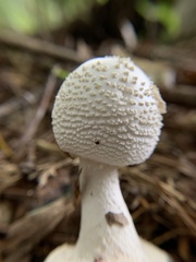 Amanita abrupta