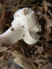 Amanita abrupta