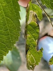 Pterygota