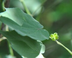 Wissadula amplissima