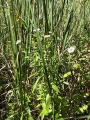 Symphyotrichum firmum