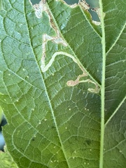 Pterygota