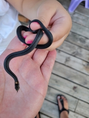 Storeria occipitomaculata