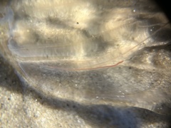 Nematoda
