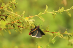 Mysoria affinis