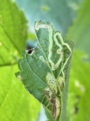 Pterygota