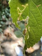 Pterygota