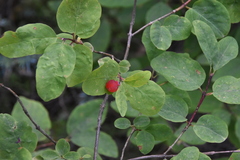 Lonicera utahensis