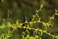 Mysoria affinis