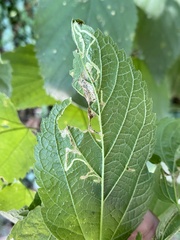 Pterygota