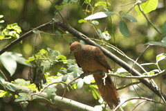 Macropygia phasianella