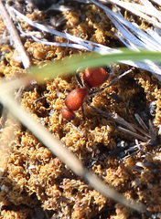Dasymutilla ursus
