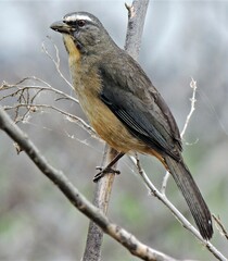 Saltator coerulescens