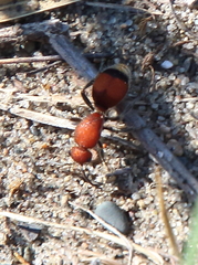 Dasymutilla ursus