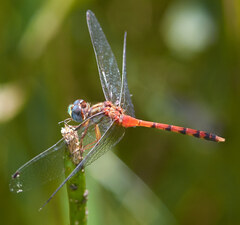 Sympetrum ambiguum