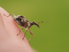 Stephanorhynchus curvipes